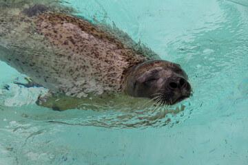 Obraz premium Seals in the zoo in Gaspé, QC, Canada