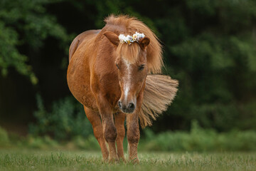 Portrait of a cute senior shetland pony wearing a flower boquet