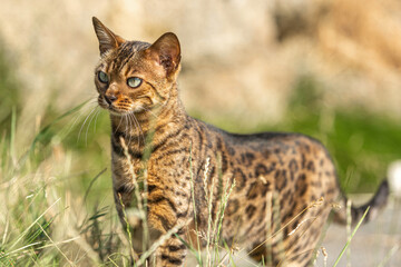Portrait of a beautiful bengal cat in summer outdoors