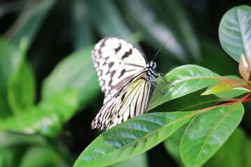 Schmetterling auf Blatt