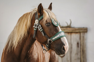 Head portrait of a chestnut south german draft horse gelding wearing a traditional decorated halter - obrazy, fototapety, plakaty