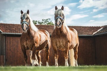 Portrait of two chestnut noriker draft horse geldings posing at a inner courtiyard of a farm. The norico-pinzgauer horse is an austrian draught horse breed - obrazy, fototapety, plakaty
