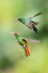 Steely-vented Hummingbird (saucerottia saucerrottei) and Rufous-tailed Hummigbird (amazilia tzacatl) in fly