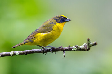 Thick-billed Euphonia (euphonia laniirostris). Small bird molting juvenile plumage