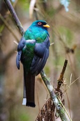 Masked trogon (Trogon personatus). View from behind of a colorful bird in the middle of the forest.