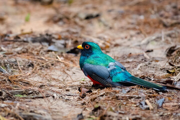 Masked trogon (Trogon personatus). Colorful bird searching for food on the ground