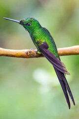 Empress Brilliant (Heliodoxa imperatrix). Hummingbird looking curiously to one side