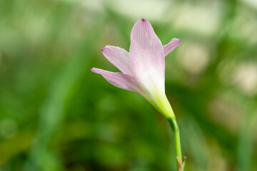 Obraz premium Plants from the botanical garden in Sofia