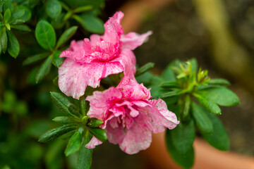 Plants from the botanical garden in Sofia