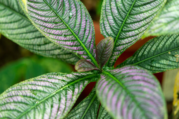 Plants from the botanical garden in Sofia