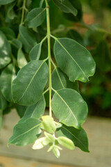 Plants from the botanical garden in Sofia