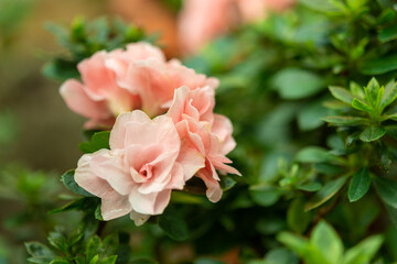 Plants from the botanical garden in Sofia