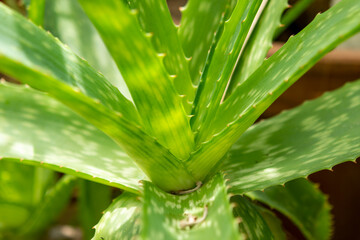 Obraz premium Plants from the botanical garden in Sofia