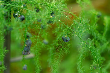 Plants from the botanical garden in Sofia