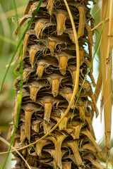 Plants from the botanical garden in Sofia