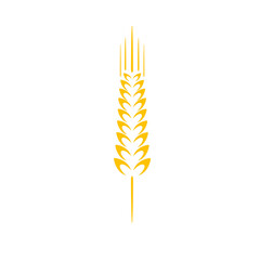 Ears of wheat. Whole grains for making bread.