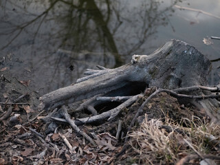 Fototapeta na wymiar dead tree stump