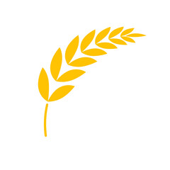 Ears of wheat. Whole grains for making bread.