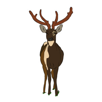 Illustration: Beautiful Brow-antlered deer image