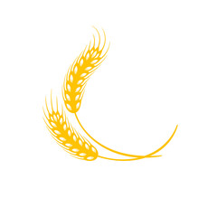 Ears of wheat. Whole grains for making bread.