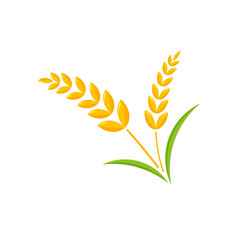 Ears of wheat. Whole grains for making bread.