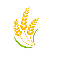 Ears of wheat. Whole grains for making bread.