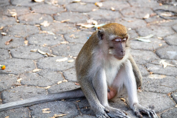 A monkey sitting on a paving road in a protected forest area in the city