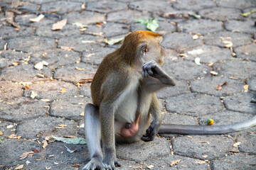 Obraz premium A monkey sitting on a paving road in a protected forest area in the city