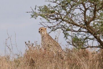 Kenya