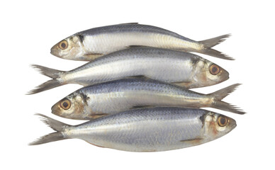 Raw herring fishes isolated on white background