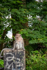 Monkey sitting on a cement fence post in a protected forest area in the city