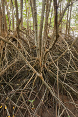 Landscape of mangroves due the water was out in during the day.