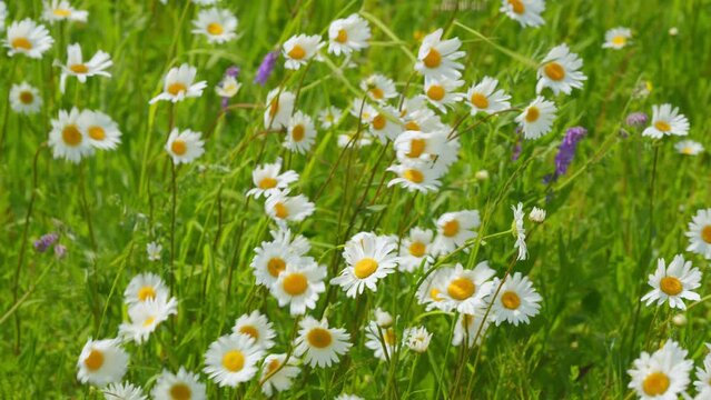 Garden white daisies sway in the wind among green grass. Beautiful daises. Slow motion.