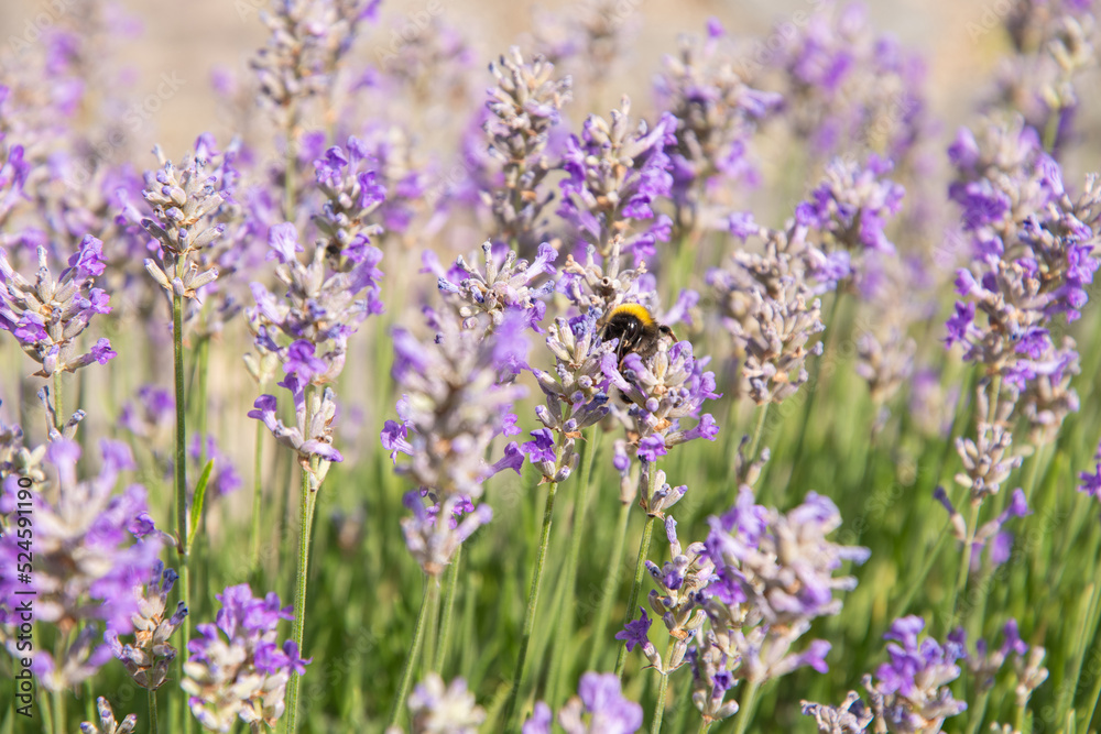 Wall mural striped bumblebees and bees collect nectar and pollinate purple lavender flowers