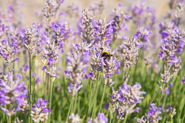 Obraz premium striped bumblebees and bees collect nectar and pollinate purple lavender flowers
