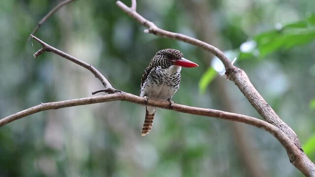 Banded Kingfisher in the tree.in nature, in Thailand.Banded Kingfisher (Lacedo pulchella) male Birds of Thailand.