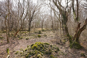 mossy rocks and vines in winter forest