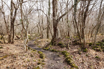 fine path through bare trees and vines