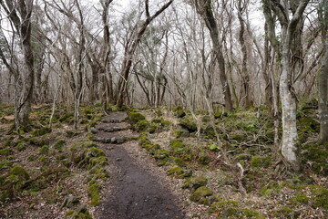 Fototapeta premium lonely winter forest with path