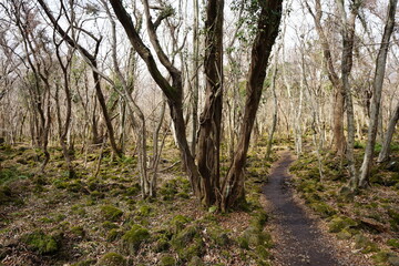 Fototapeta premium lonely winter forest with path