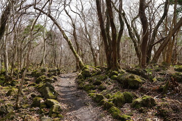 Fototapeta na wymiar wild winter forest with mossy rocks and bare trees and path