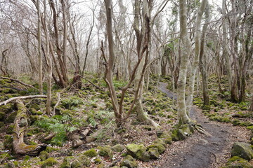 lonely winter forest with path