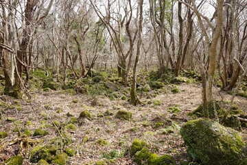 Fototapeta premium wild winter forest with mossy rocks and bare trees and path