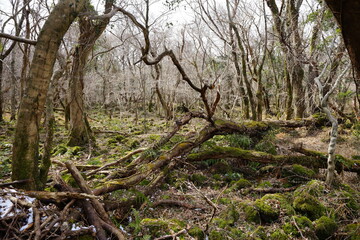 fallen trees in winter forest