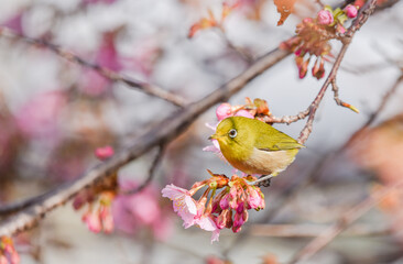 桜の木の枝に止まっているメジロ