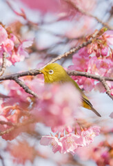 桜とメジロの写真