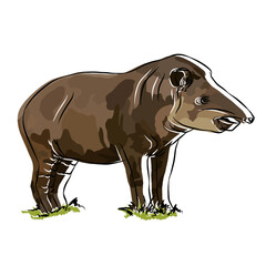 Illustration: Beautiful mountain tapir image