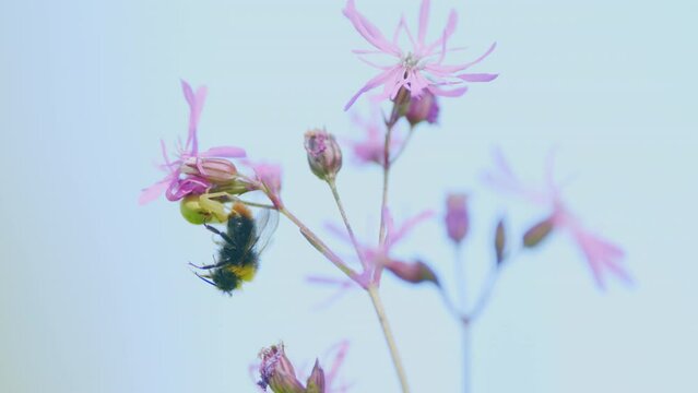Wild flowers - ragged robin. Spider holding its prey. Spring small flower on a sunny day. Wildflower silene flos-cuculi. Low angle view.