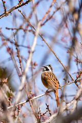 梅の木とホオジロ