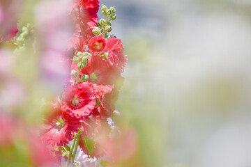 赤いタチアオイの花
